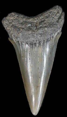 Large Fossil Mako Shark Tooth - Georgia #39278